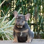 George French Bulldog