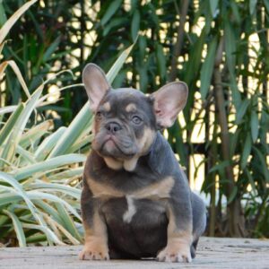 Gemma French Bulldog