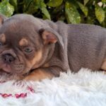Gemma-female-french-bulldog-puppy-for-sale- (3)
