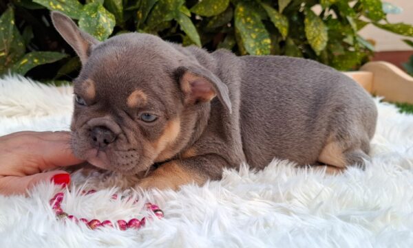 Gemma French Bulldog