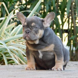 Gemma French Bulldog