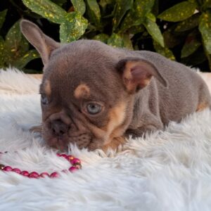 Gemma French Bulldog