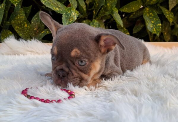 Gemma French Bulldog