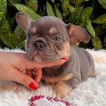 Gemma-female-french-bulldog-puppy-for-sale- (5)