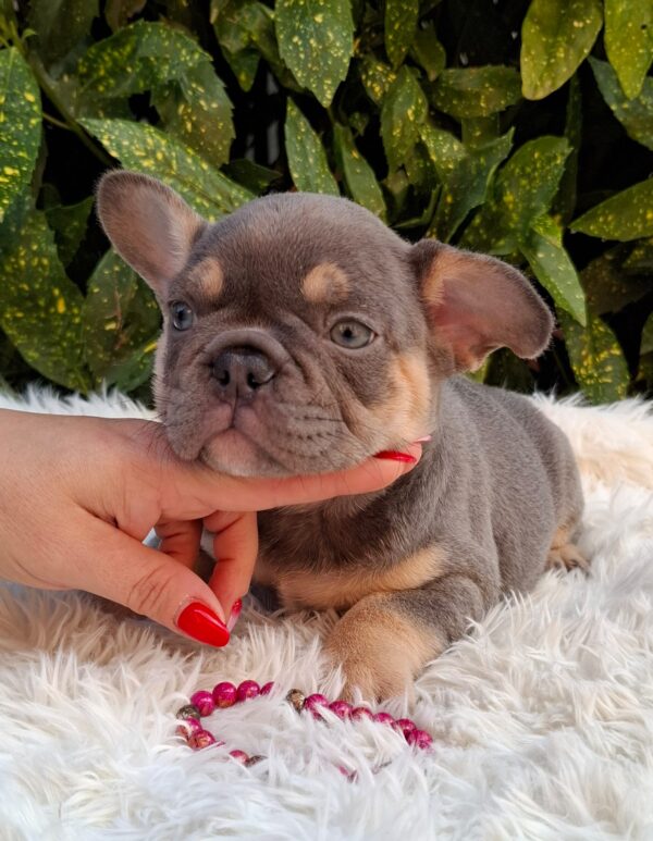 Gemma French Bulldog
