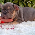 Gemma-female-french-bulldog-puppy-for-sale- (6)