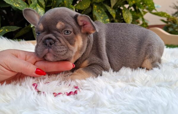 Gemma French Bulldog