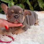 Gemma-female-french-bulldog-puppy-for-sale- (7)