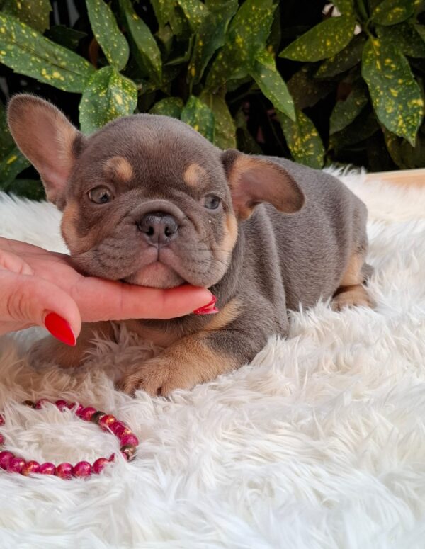 Gemma French Bulldog