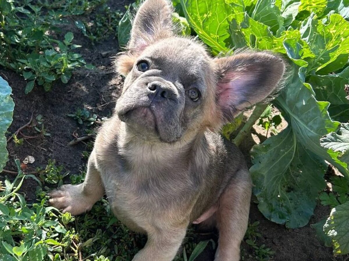 Bulldog Pups Blue Fawn French Bulldog For Sale Near Me Fluffy