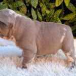 George-male-french-bulldog-puppy-for-sale (1)
