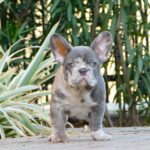 George-male-french-bulldog-puppy-for-sale- (1)