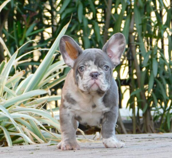George French Bulldog George French Bulldog