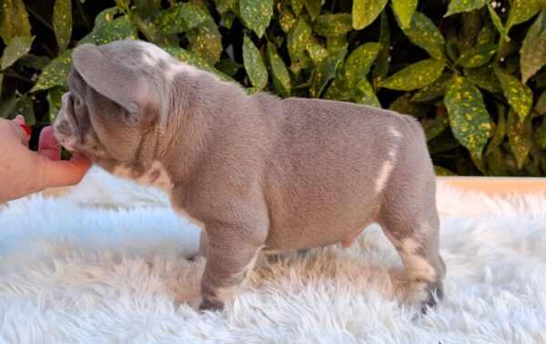 George French Bulldog