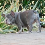 George-male-french-bulldog-puppy-for-sale- (2)