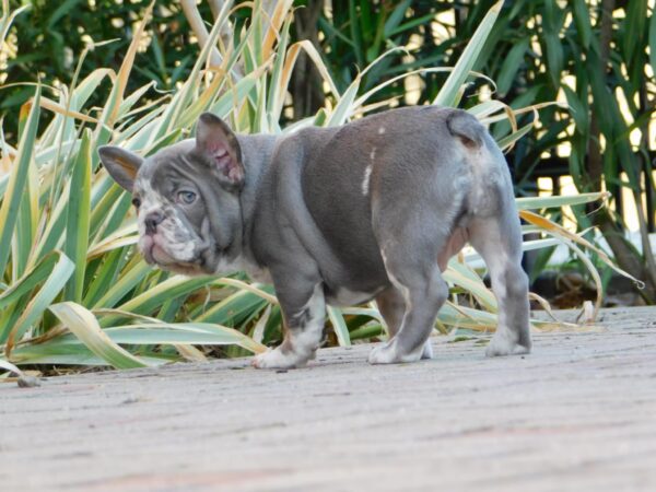 George French Bulldog George French Bulldog