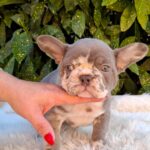 George-male-french-bulldog-puppy-for-sale (2)