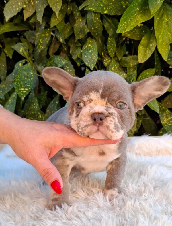 George French Bulldog