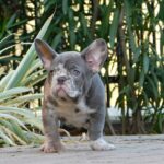 George-male-french-bulldog-puppy-for-sale- (3)