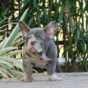 George French Bulldog
