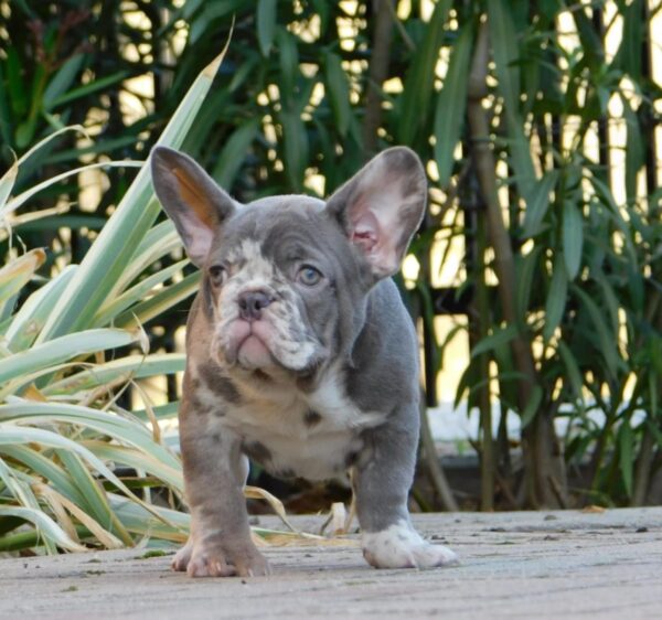 George French Bulldog George French Bulldog