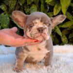 George-male-french-bulldog-puppy-for-sale (3)
