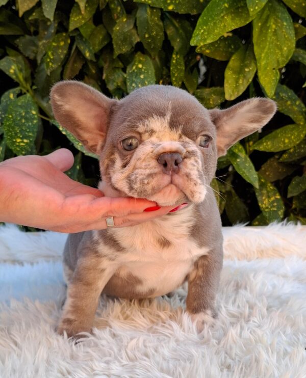 George French Bulldog