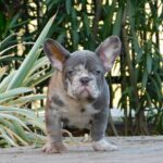 George-male-french-bulldog-puppy-for-sale- (4)