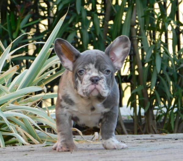 George French Bulldog George French Bulldog