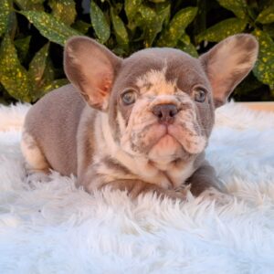 George French Bulldog