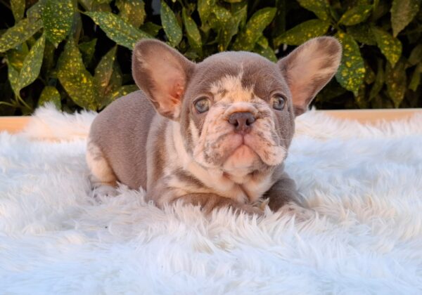 George French Bulldog