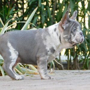 George French Bulldog
