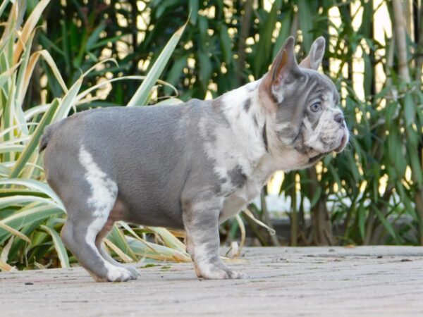 George French Bulldog George French Bulldog