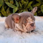 George-male-french-bulldog-puppy-for-sale (5)