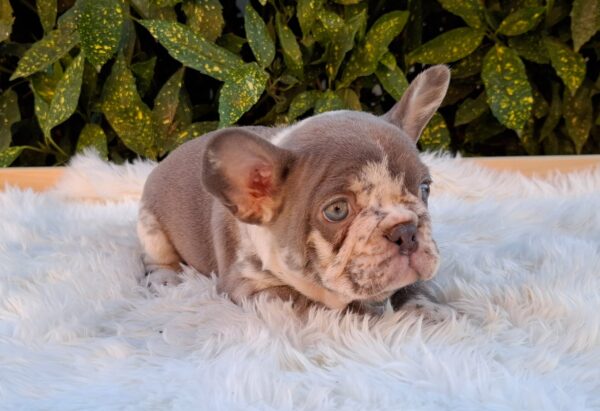 George French Bulldog