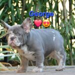 George-male-french-bulldog-puppy-for-sale- (6)