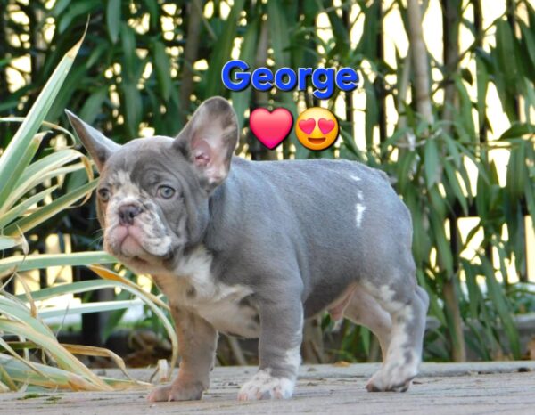 George French Bulldog George French Bulldog