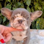 George-male-french-bulldog-puppy-for-sale (6)