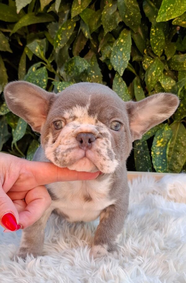 George French Bulldog