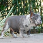 George-male-french-bulldog-puppy-for-sale- (7)