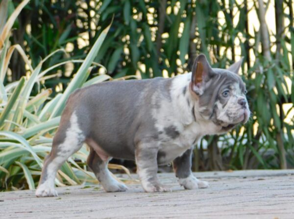 George French Bulldog George French Bulldog