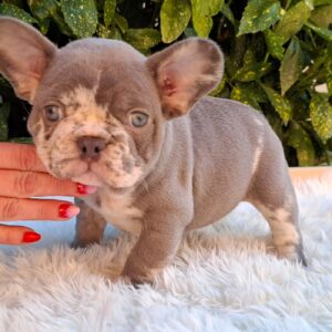 George French Bulldog