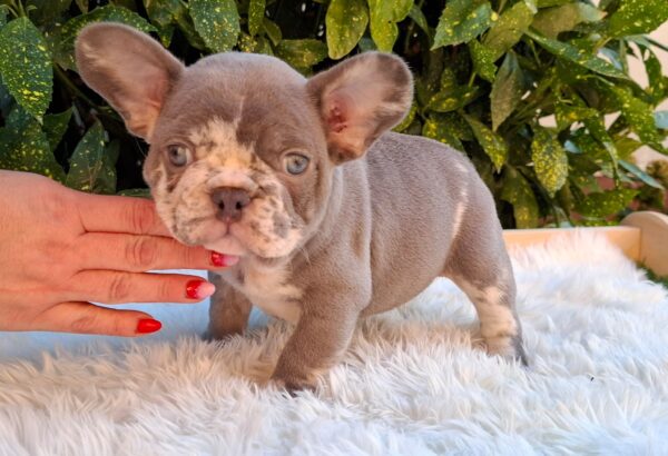 George French Bulldog