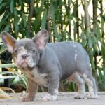 George-male-french-bulldog-puppy-for-sale- (8)