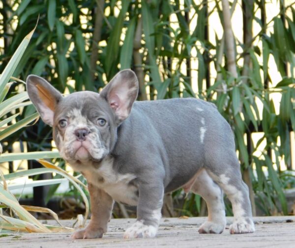 George French Bulldog George French Bulldog