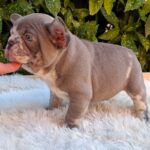 George-male-french-bulldog-puppy-for-sale (8)