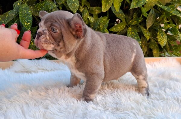 George French Bulldog