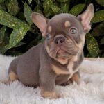 Gerald-male-french-bulldog-puppy-for-sale- (1)