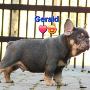 Gerald French Bulldog