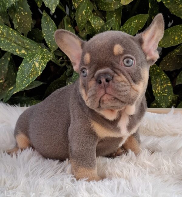 Gerald French Bulldog